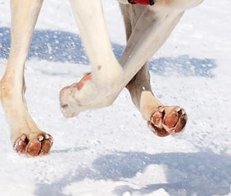  Look at this image of a dog with trimmed nails running. The nails barely even contact the ground. This is even on a slippery surface, no nails needed! 