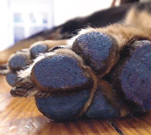  Paw Pads For Dogs 