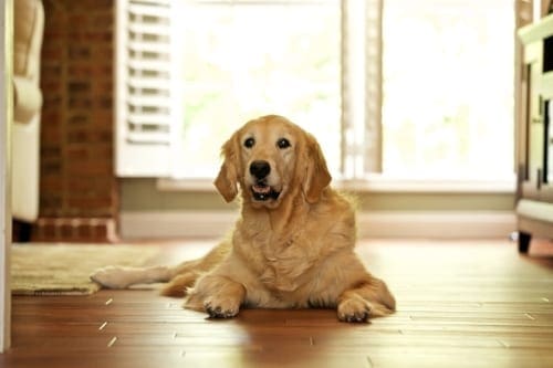 what does it mean when a dog is sweating