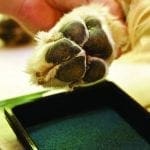 New PawFriction Kit for Senior Dogs | Stop Dog Paws from Slipping