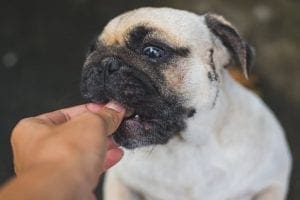 Tackling Obesity in Senior Pets