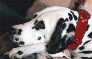 Dog Collars Skin Issues Veternarian