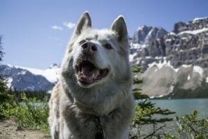 Moisturizing Dog Skin Paws