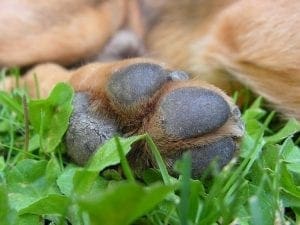 Dog Paws Fungus or Cracking Remedy