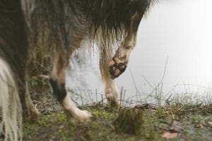 Avoid Dog Paw Infection