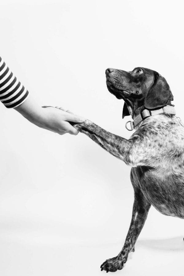 Why Your Dog’s Paws Smell Like Corn Chips or Popcorn Pawtology