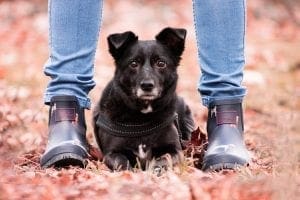 Dogs Love Feet Licking