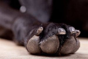 Healthy Dog Paws Dr. Stacey Bone