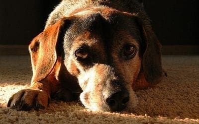 How Long Can My Senior Dog Live with Kidney Failure?