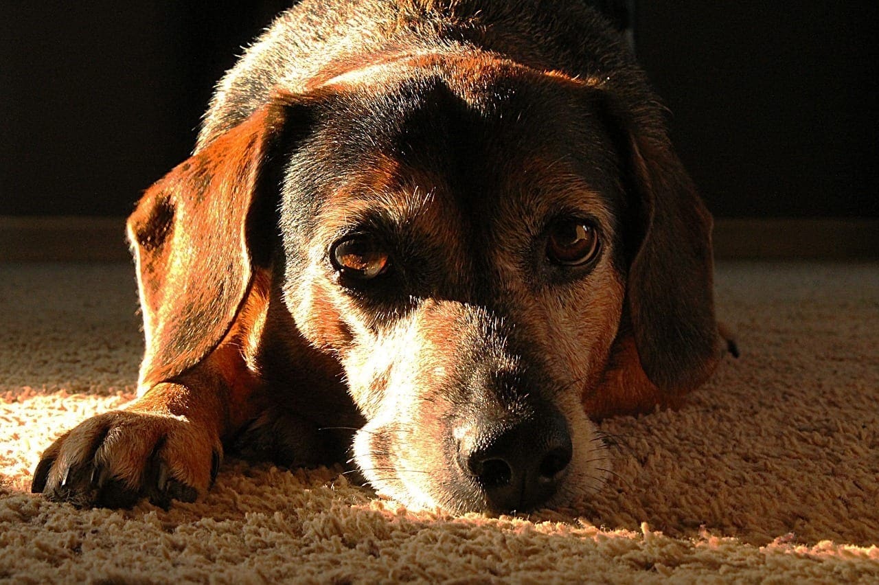 how-long-can-my-senior-dog-live-with-kidney-failure-pawtology