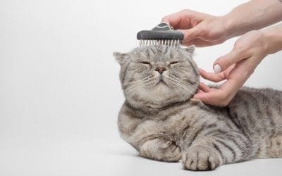 Is Grooming Safe for Senior Cats?