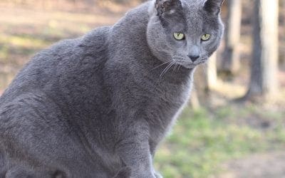 What Causes Sudden Weight Gain in Cats and Dogs?