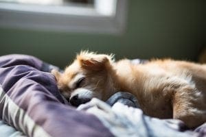 What can I do about my elderly dog wetting his bed Pawtology