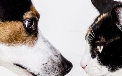 What to Do for Senior Dogs and Senior Cats That Have Itchy or Irritated Skin