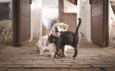 When Would You Recommend a Joint Supplement for a Dog or Cat