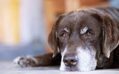 Would a Joint Supplement For My Senior Dog or Cat Help Them Feel Better?