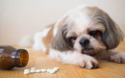 Are There Any Risks or Side Effects for My Dog or Cat if They Take a Supplement?