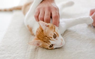 Normal or Odd Cat Behavior? What You Should Know About Aging Cat Issues