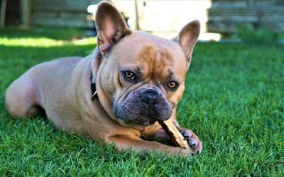Are Dog Chews or Dental Sticks Okay for My Senior Dog?