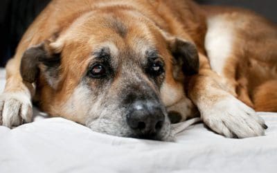 Will Tough Ropes Damage My Senior Dog’s Brittle Teeth?