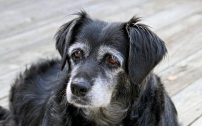 How to Help Your Senior Pet With Vision Challenges