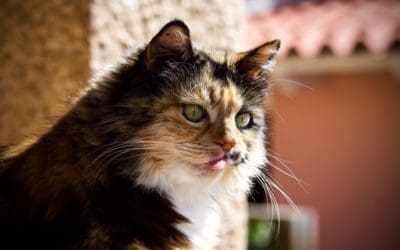 Senior Cat Health: Why Senior Cats Gain Weight