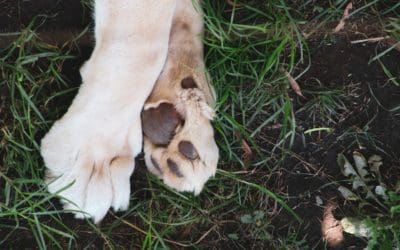 Why Do Dogs Have a Dew Claw, and Should It Be Removed?