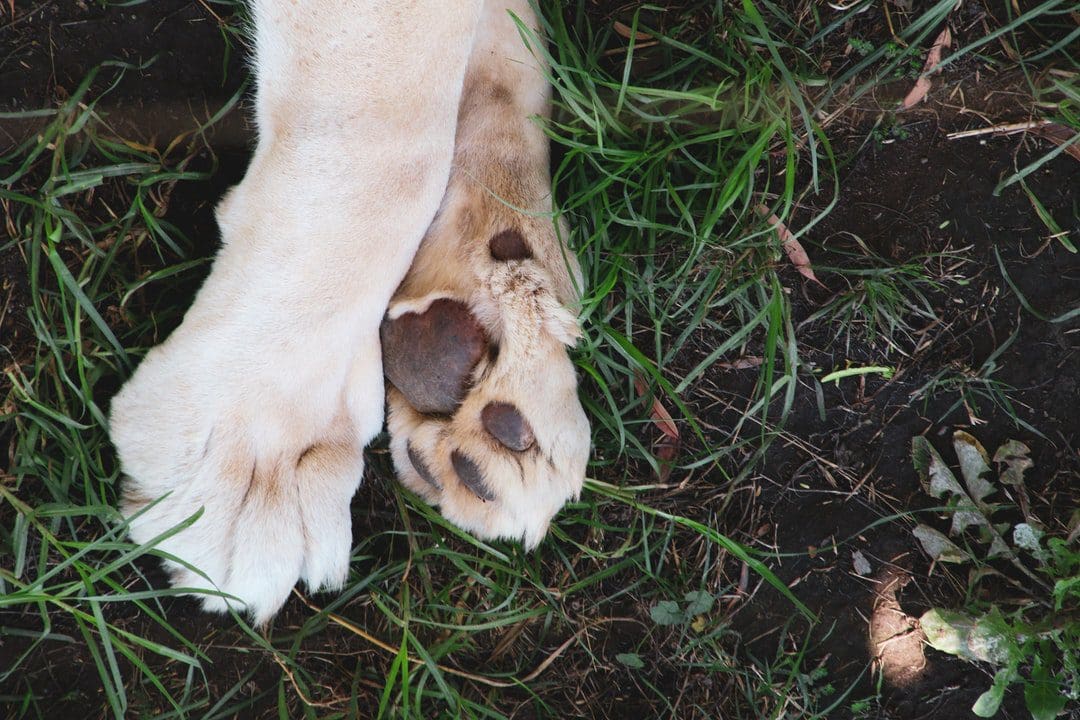 Why Do Dogs Have a Dew Claw, and Should It Be Removed? Pawtology