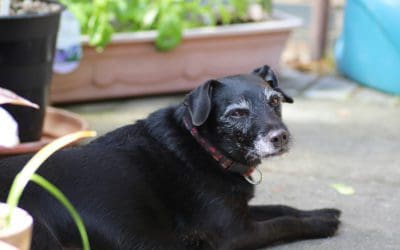 Is My Senior Dog Suffering From Cognitive Issues or Is It Behavioral?