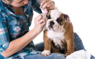 How to Clean a Dog’s Ears Safely