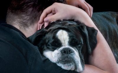 The Ultimate Guide to Cognitive Issues with Senior Dogs