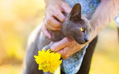 Indoor vs. Outdoor Cats: Pros and Cons in Relation to Senior Cats