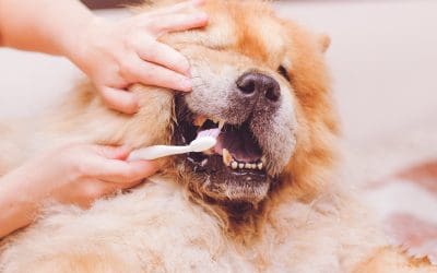 February is National Pet Dental Health Month!