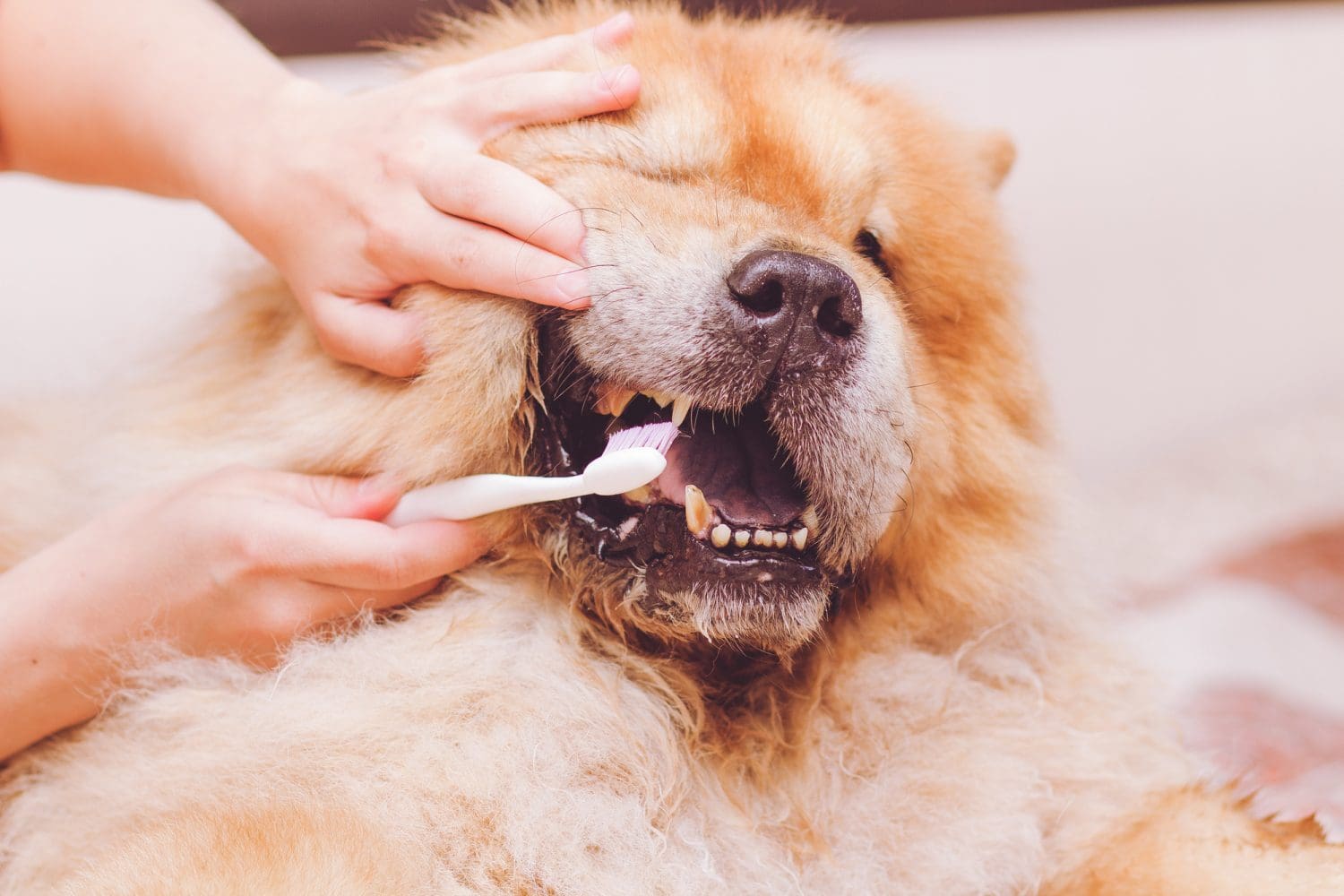 february-is-national-pet-dental-health-month-pawtology