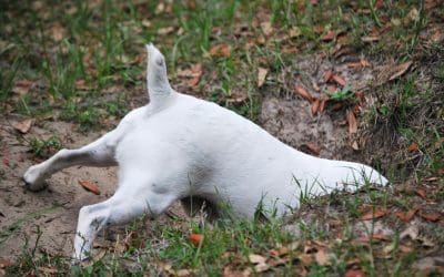 Destructive Dog: Why Do Dogs Dig and How Do You Stop Them from Ripping up Your Backyard?