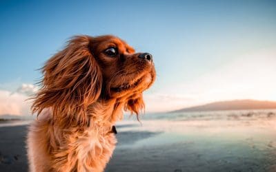 An Owner’s Guide to Going On Vacation With Pets