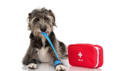April is National Pet First Aid Awareness Month: Is Your First Aid Kit Ready to Go in an Emergency?