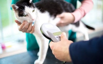 National Chip Your Pet Month: What You Need to Know About Microchipping