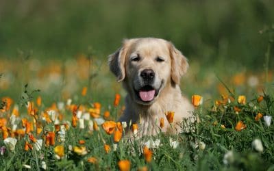 Spring Allergy Solutions for Dogs and Cats: Helping Senior Pets