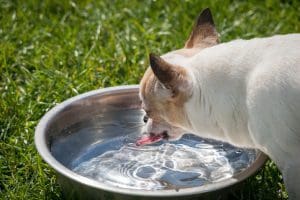 July is National Pet Hydration Awareness Month: Why This is Important