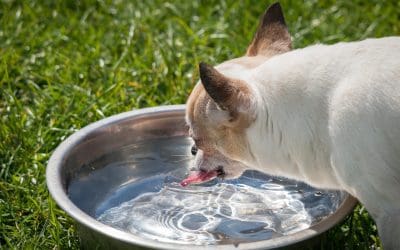 July is National Pet Hydration Awareness Month: Why This is Important