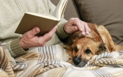 How Can Pet Parents Help Senior Dogs Stay Cognitively Sound?
