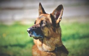 Signs of Senior Canine Eye Problems and How to Prevent Decline