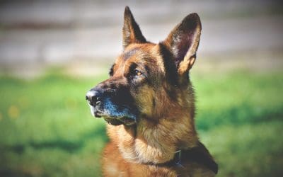 Signs of Senior Canine Eye Problems and How to Prevent Decline