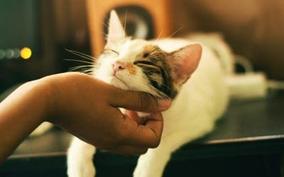 December Is National Cat Lovers Month: The Best Parts About Being Cat Parents