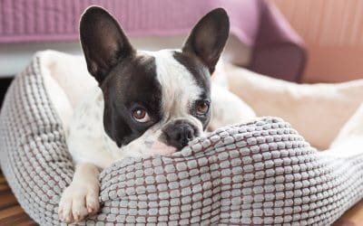 Canine Respiratory Disease Is on the Rise: What Pet Owners Need to Know