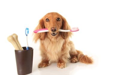 How Often Should Dogs Get Their Teeth Cleaned? A Guide for Senior Pets