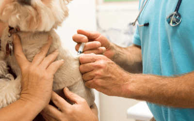 Senior Paws: Navigating Vaccination Needs for Aging Dogs?