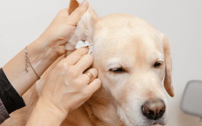 Senior Dog Skin Problems Symptoms, Causes and Treatments