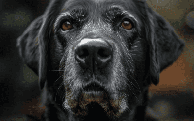 Caring for Aging Pets Guide to Neurological Issues